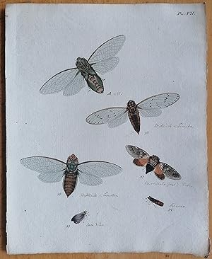 Bild des Verkufers fr C. Stoll Original Print Insects Beetle Bugs Plate 7 - 1788 zum Verkauf von raremapexchange
