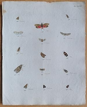 Bild des Verkufers fr C. Stoll Original Print Insects Beetle Bugs Plate 27 - 1788 zum Verkauf von raremapexchange