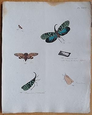 Bild des Verkufers fr C. Stoll Original Print Insects Beetle Bugs Plate 26 - 1788 zum Verkauf von raremapexchange