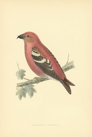 Two-barred Crossbill