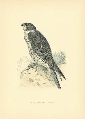 Norwegian Jer-Falcon