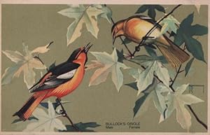 Imagen del vendedor de bird postcard: Bullock's Oriole a la venta por Mobyville