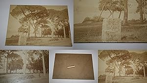 PHOTOGRAPHIE ANCIENNE DE JUAN-LES-PINS. - "TERRAIN A VENDRE". - DANS UNE PINÈDE. - ANTÉRIEUR A 19...