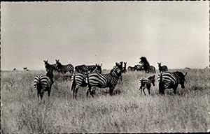 Ansichtskarte / Postkarte Afrika, Troupeau de Zebres, Zebras