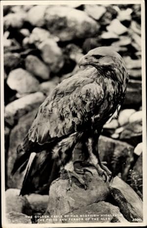 Bild des Verkufers fr Ansichtskarte / Postkarte Schottland, Golden Eagle of the Scottish Highlands zum Verkauf von akpool GmbH