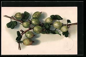 Ansichtskarte Zweig mit Stachelbeeren, Obst