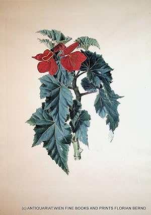 Begonia evansiana Andrews, Begonie