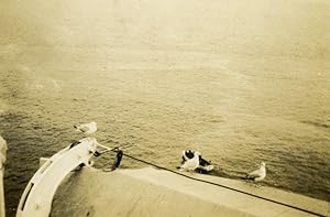 Sea view Seagulls on lifeboat old photo 1930