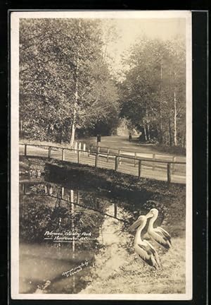 Imagen del vendedor de Postcard Vancouver, Stanley Park, Pelicans a la venta por Bartko-Reher