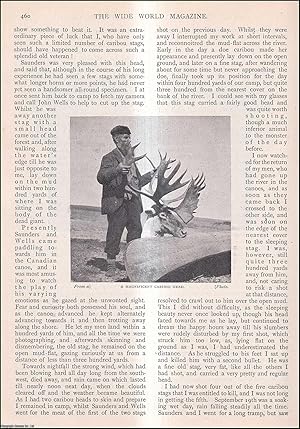 Seller image for After Woodland Caribou in Newfoundland : hunting deer. A complete 3 part uncommon original article from the Wide World Magazine, 1902. for sale by Cosmo Books