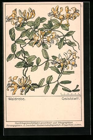 Bild des Verkufers fr Ansichtskarte Wildgemse, Waldwinde, deutsches Geisblatt zum Verkauf von Bartko-Reher