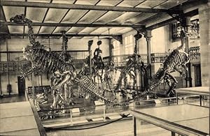 Bild des Verkufers fr Ansichtskarte / Postkarte Bruxelles Brssel, Musee Royal d'Histoire Naturelle, Galerie Nationale, Dinosaurier, Skelett zum Verkauf von akpool GmbH