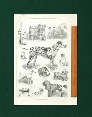 Seller image for Ryde [Isle of Wight] Royal Dog Show. Including text description (copy) of the Show with named winners and prizes. for sale by Stoneman Press