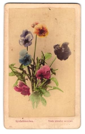 Fotografie Fototgraf und Ort unbekannt, Steifmütterchen, Viola tricolor maxima, Botanik