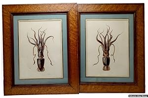 Image du vendeur pour Deux aquarelles encadres : Cphalopode (Meleagroteuthis hoylei), face dorsale et face ventrale mis en vente par Librairie Alain Brieux