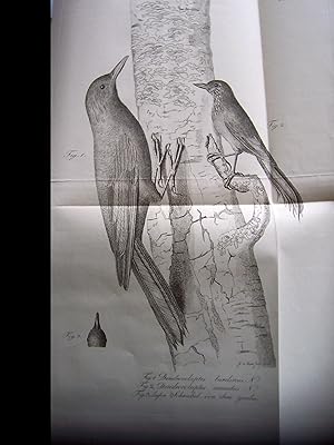 Abhandlungen der Königlichen Akademie der Wissenschaften in Berlin. Aus den Jahren 1818-1819. Neb...