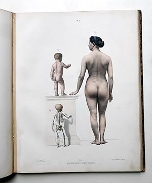 Atlas de l'anatomie des formes du corps humain à l'usage des peintres et des sculpteurs. 2e ed. P...