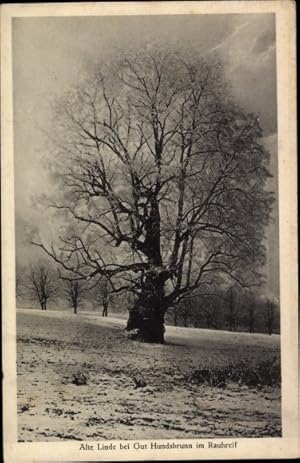 Ansichtskarte / Postkarte Gut Hundsbrunn, alte Linde im Rauhreif