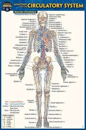 Seller image for Anatomy of the Circulatory System (Pocket-Sized Edition - 4x6 Inches) for sale by Grand Eagle Retail