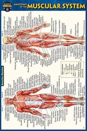 Seller image for Anatomy of the Muscular System (Pocket-Sized Edition - 4x6 Inches) for sale by Grand Eagle Retail