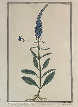 Veronica spicata, latifolia