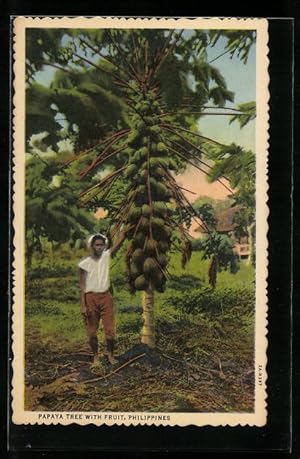 Ansichtskarte Philippines, Papaya Tree with Fruit