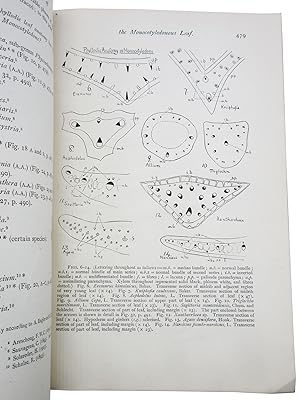 The Phyllode Theory of the Monocotyledonous Leaf, With Special Reference to Anatomical Evidence [...