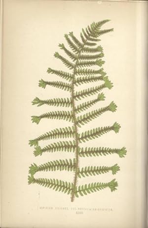 Bild des Verkufers fr A NATURAL HISTORY OF NEW AND RARE FERNS. Containing species and varieties none of which are included in any of the eight volumes of "Ferns: British and exotic", amongst which are the new Hymenophyllums and Trichomanes. zum Verkauf von studio bibliografico pera s.a.s.