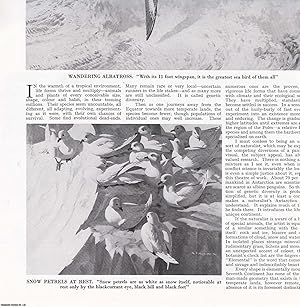 Image du vendeur pour An Artist in Antarctica. Several pictures and accompanying text, removed from an original issue of Country Life Magazine, 1975. mis en vente par Cosmo Books