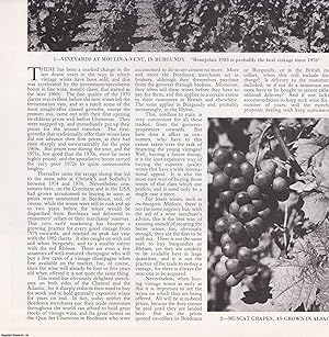 Seller image for Wines to Buy and Drink in 1984. Several pictures and accompanying text, removed from an original issue of Country Life Magazine, 1984. for sale by Cosmo Books