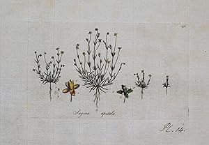 PEARLWORT SAGINA APETALA Curtis Antique Botanical Print Flora Londinensis 1777