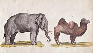 "No. 148" - Elefant Kamel elephant camel / Tiere animals animaux