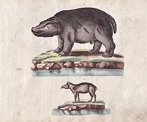 "No. 150" - Nilpferd Tapir / hippo hippopotamus