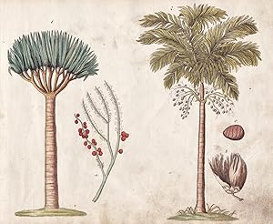 "No. 7" - Drachenblutbaum Palme dragon blood tree palm tree / Botanik botany