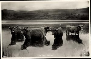 Bild des Verkufers fr Ansichtskarte / Postkarte In cool waters, Highland Cattle, Rinder im Wasser zum Verkauf von akpool GmbH