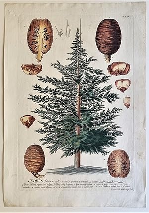 Cedrus Foliis Rigidis Acutis Perennantibus, conis subrotundis erectis