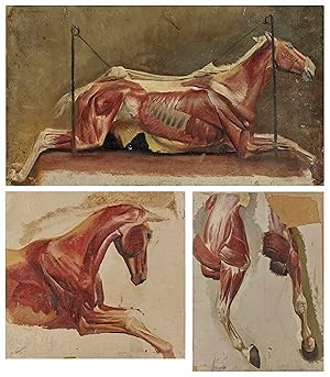Horses anatomy study painting
