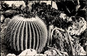 Bild des Verkufers fr Ansichtskarte / Postkarte Monaco, Jardin Exotique, Echinocactus grusoni, Kakteen zum Verkauf von akpool GmbH