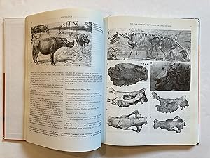 THE EVOLUTION OF NORTH AMERICAN RHINOCEROSES