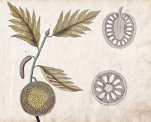 Seller image for No. 18" - Brotfrucht breadfruit / Brotfruchtbaum / Philippines Maluku islands / Botanik botany / Blume flower / Pflanze plant for sale by Antiquariat Steffen Vlkel GmbH