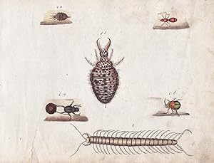 "No. 70" - Ameisenlöwe Skolopender antlion scolopender / Insekten insects