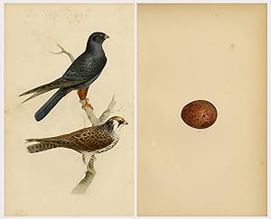 2 Antique Prints-An Orange-legged Hobby falcon with egg-Vol. I-Pl. 10-Meÿer-1852