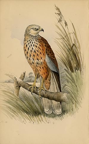 Antique Print-Depiction of a Marsh Harrier-Vol. I-Plate 18-Meÿer-1852