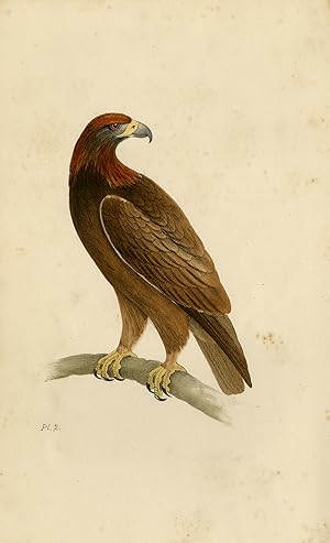 Antique Print-Depiction of a Golden eagle-Vol. I-Plate 2-Meÿer-1852