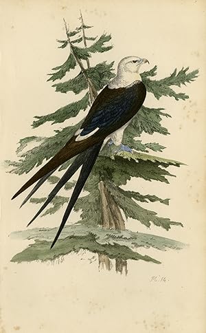 Antique Print-Depiction of a Swallow-tailed Kite-Vol. I-Plate 14-Meÿer-1852