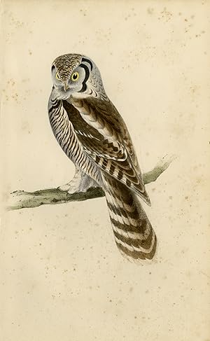 Antique Print-Depiction of the Canada Owl-Vol. I-Plate 28-Meÿer-1852