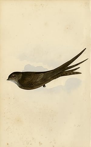 Antique Print-Depiction of a Swift-Vol. I-Plate 36-Meÿer-1852