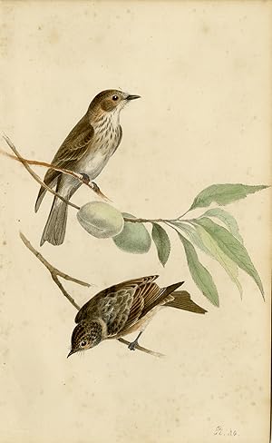 Antique Print-Depiction of two Spotted Fly-catchers-Vol. I-Plate 40-Meÿer-1852