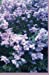 Seller image for Your Mini Notebook! Vol. 56: The lovely glow of lilacs in bloom (Volume 56) [Soft Cover ] for sale by booksXpress