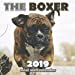 Imagen del vendedor de The Boxer 2019 Mini Wall Calendar [Soft Cover ] a la venta por booksXpress